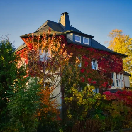 Der Herbst färbt den wilden Wein rot.